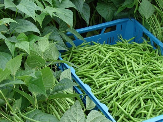 Fornitura Ortofrutta